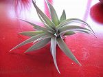 TILLANDSIA : HIMNORUM